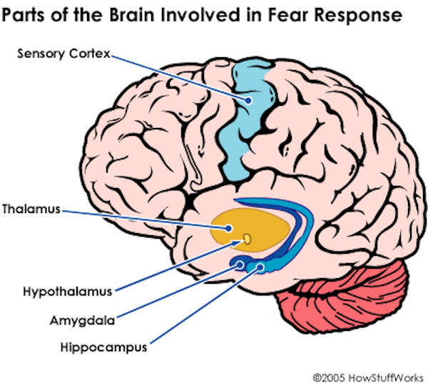 Fear in the brain