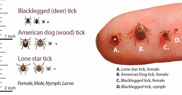 Ticks