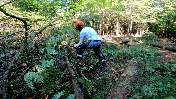 Chad clearing hemlock